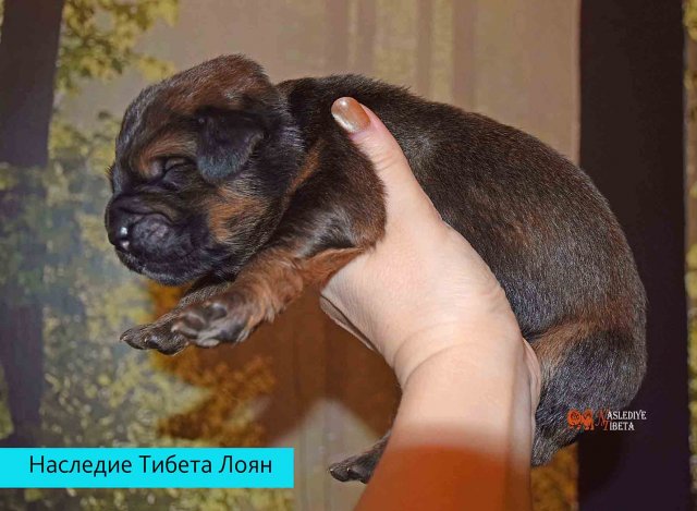 Щенки от пары Брайн х Ютера
